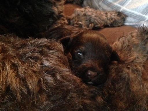 portuguese water puppies for sale in pa sea kennels portuguese water puppies for sale breeders pittston pa portuguese water puppies for sale in pa sea kennels portuguese water puppies for sale breeders pittston pa