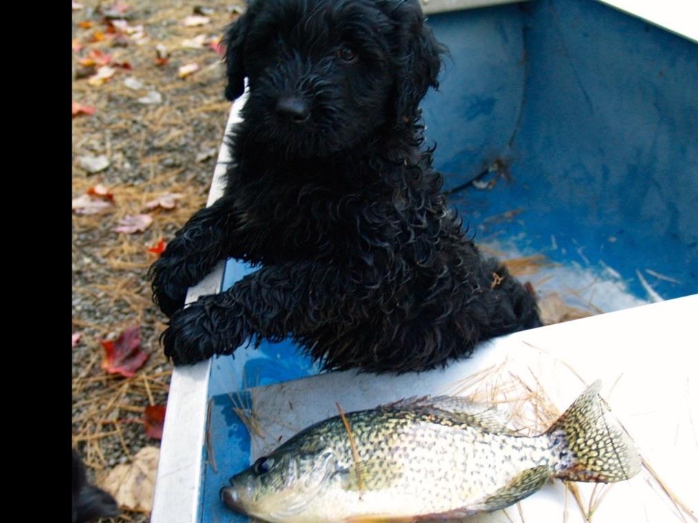 Sea Dog Kennels, Portuguese Water Dog Puppies For Sale Portuguese