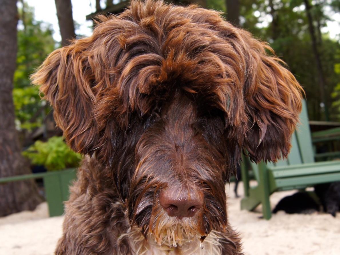 Portuguese Water Dog For Sale by Sea Dog Kennels, Portuguese Water Dog