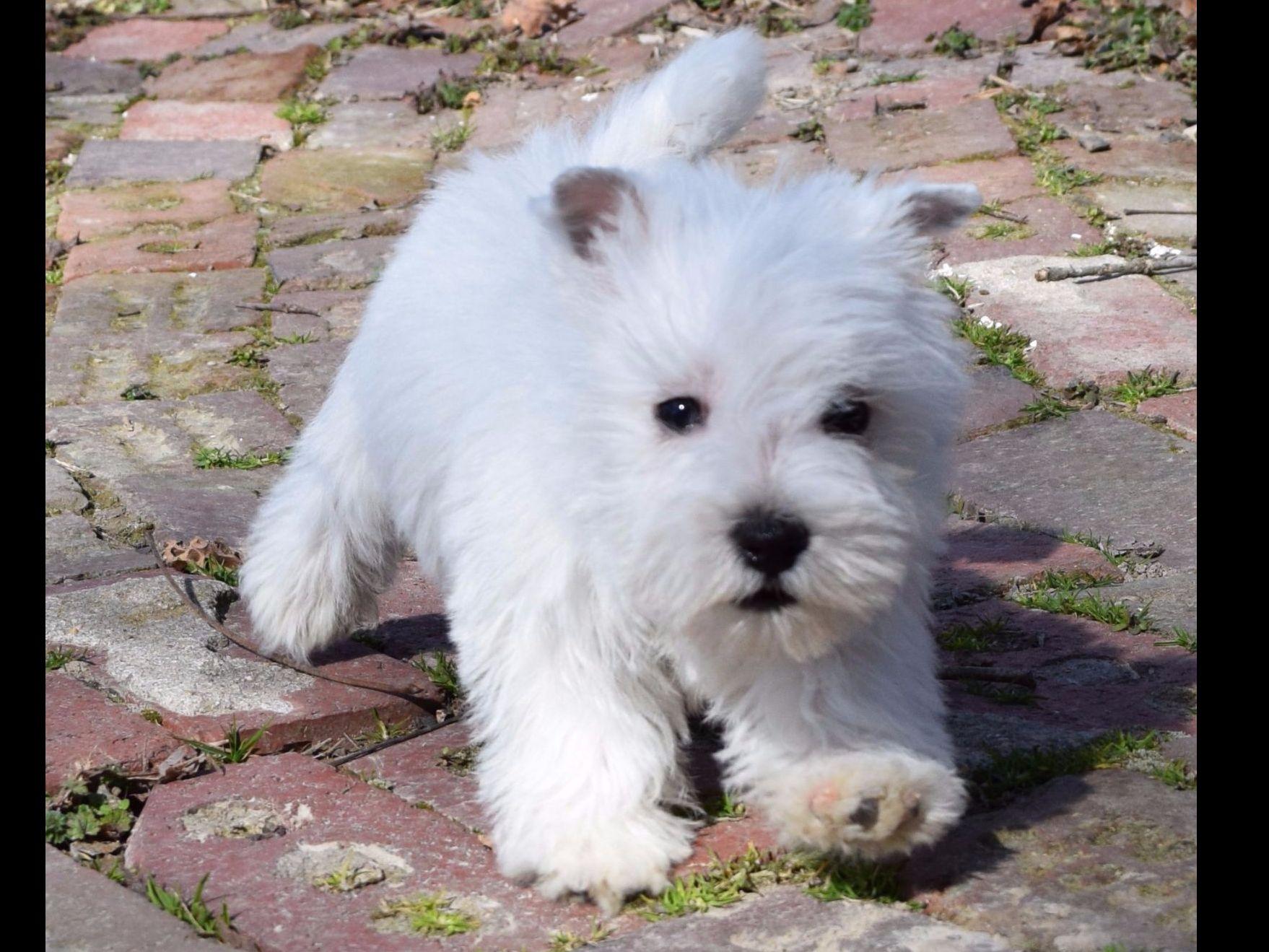 Strawberry River Westies & Norwich Puppies For Sale