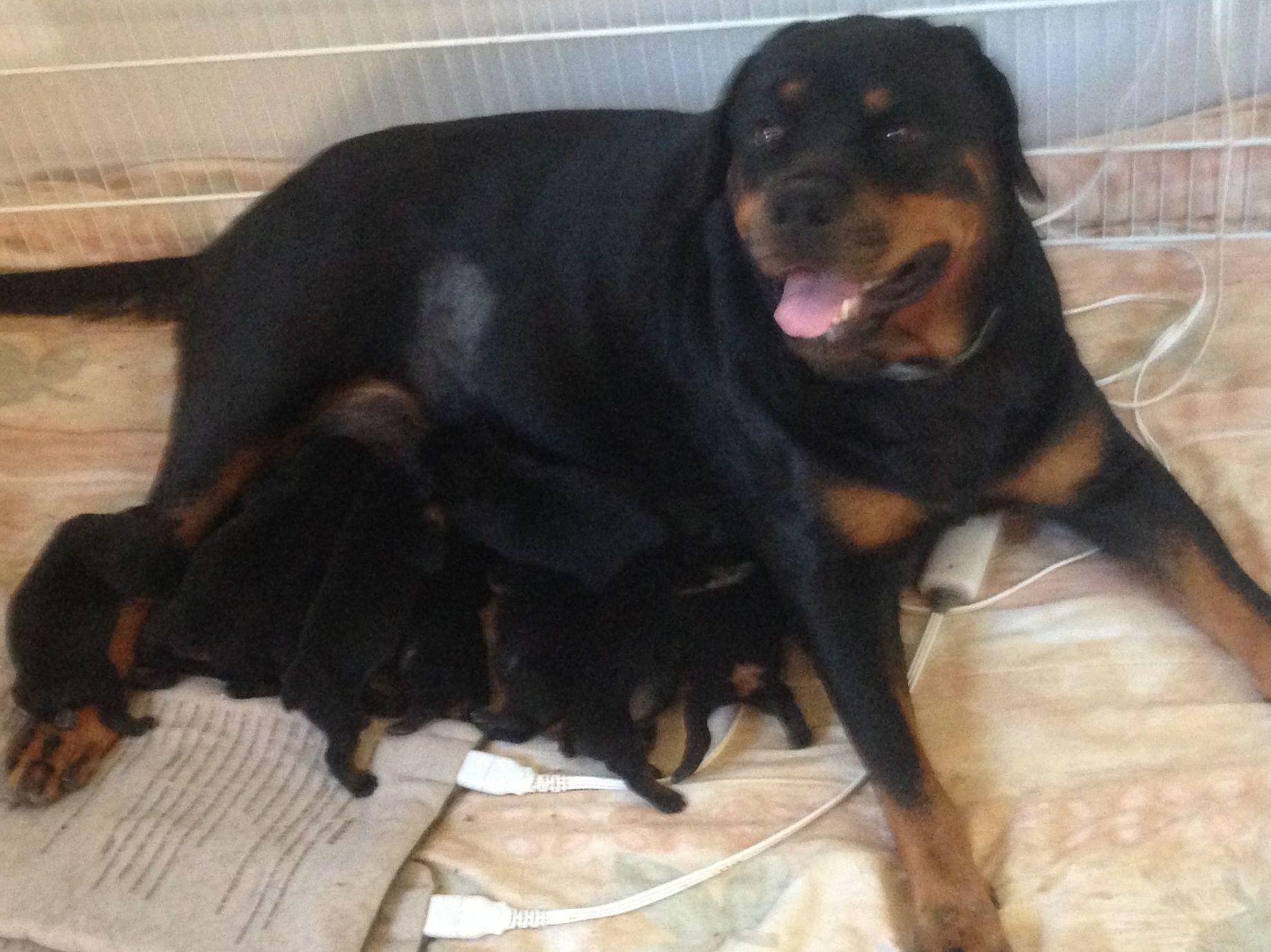 silverhill rottweilers silverhill rottweilers breeders kenly nc silverhill rottweilers silverhill rottweilers breeders kenly nc