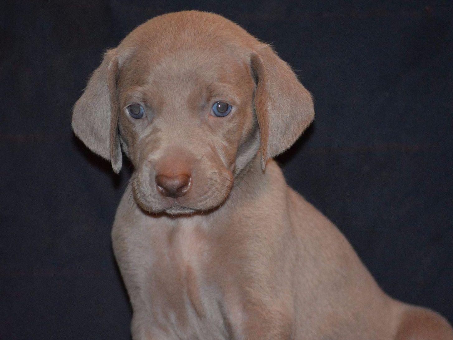weimaraner puppies indiana mcbroom weimaraner puppies for sale weimaraner puppies indiana mcbroom weimaraner puppies for sale