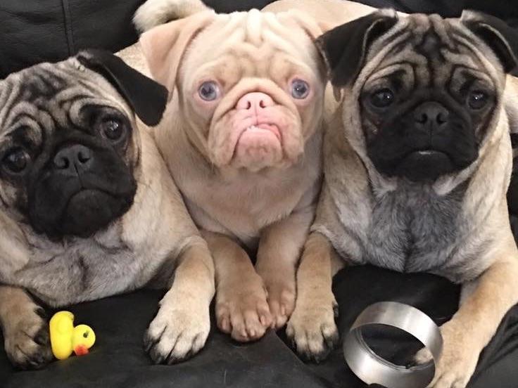 CA Pugs Puppies For Sale