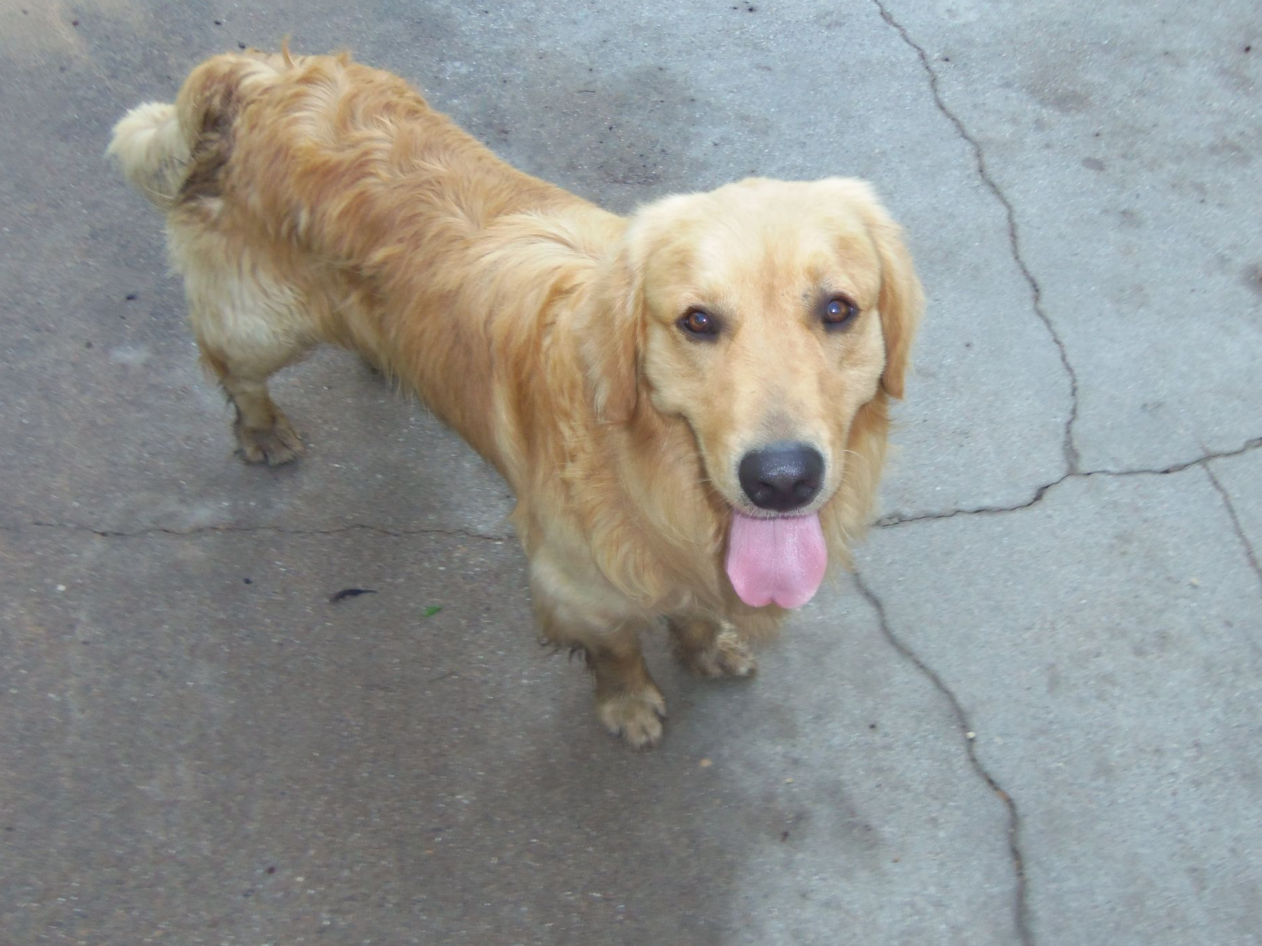 golden retriever akc golden retriever for sale by christine stawski american kennel club golden retriever akc golden retriever for sale by christine stawski american kennel club