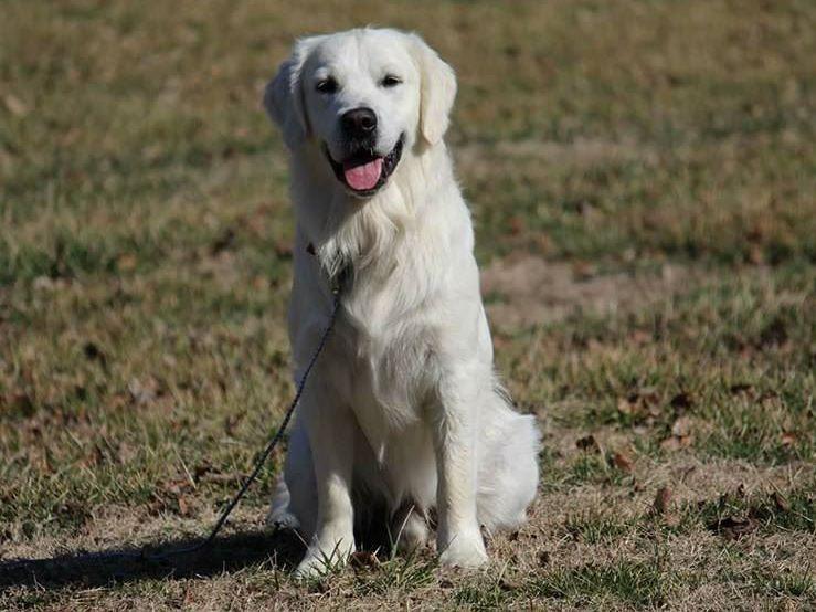 golden retriever rescue springfield mo sisco puppies for sale golden retriever rescue springfield mo sisco puppies for sale