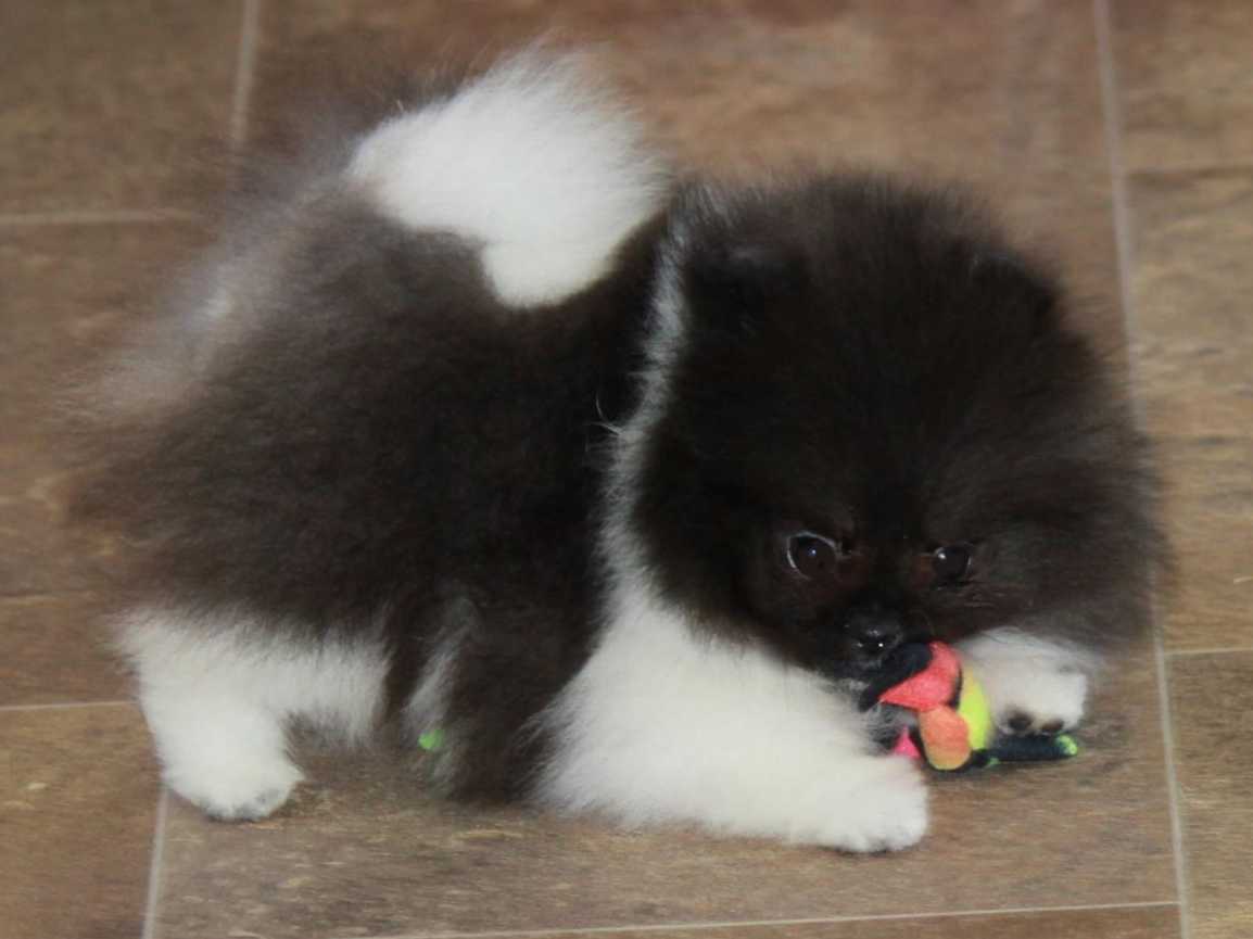 chars pomeranians char s pomeranians pomeranian puppies for sale chars pomeranians char s pomeranians pomeranian puppies for sale