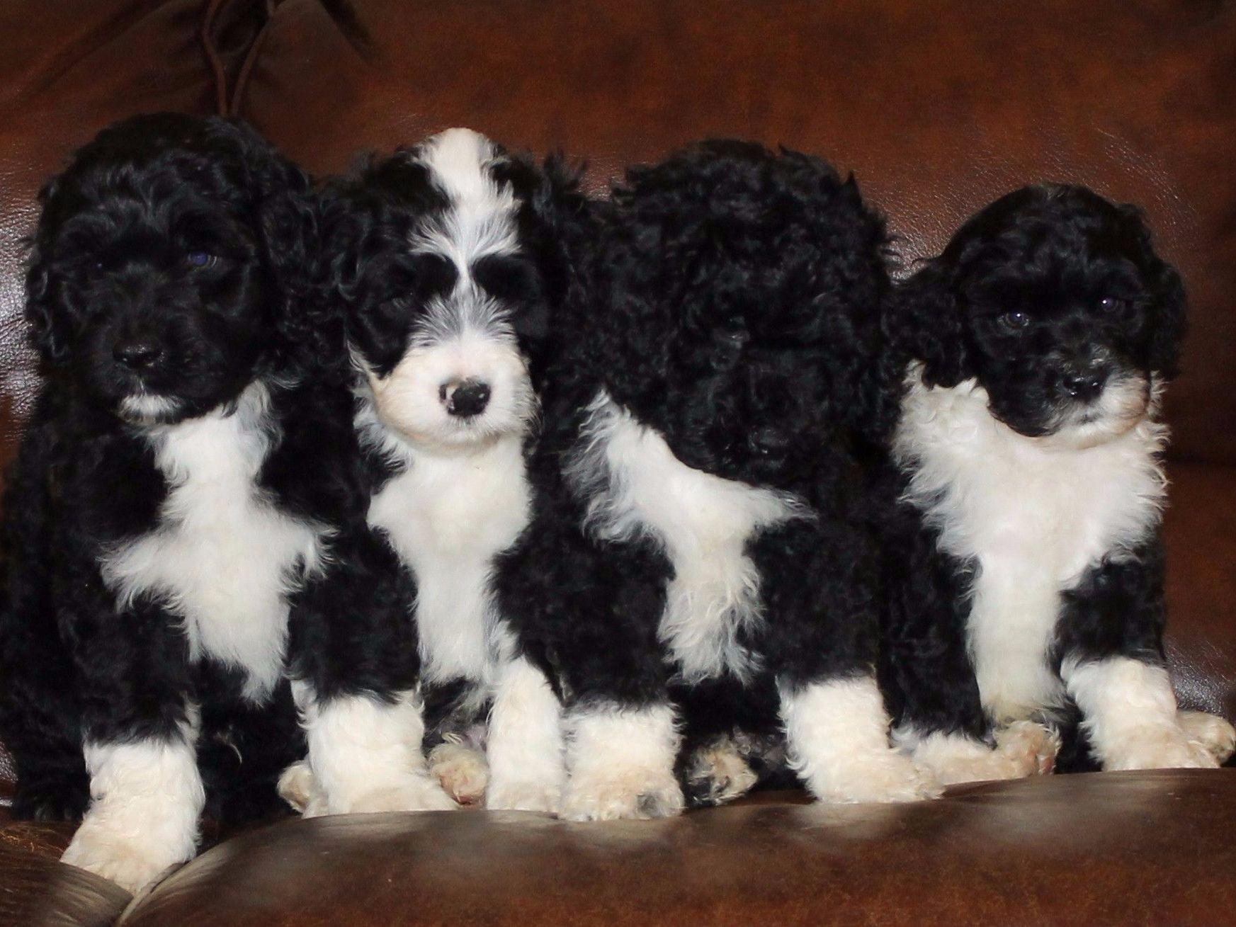 Success Portuguese Water Dogs Dog Breeders Beatrice, NE