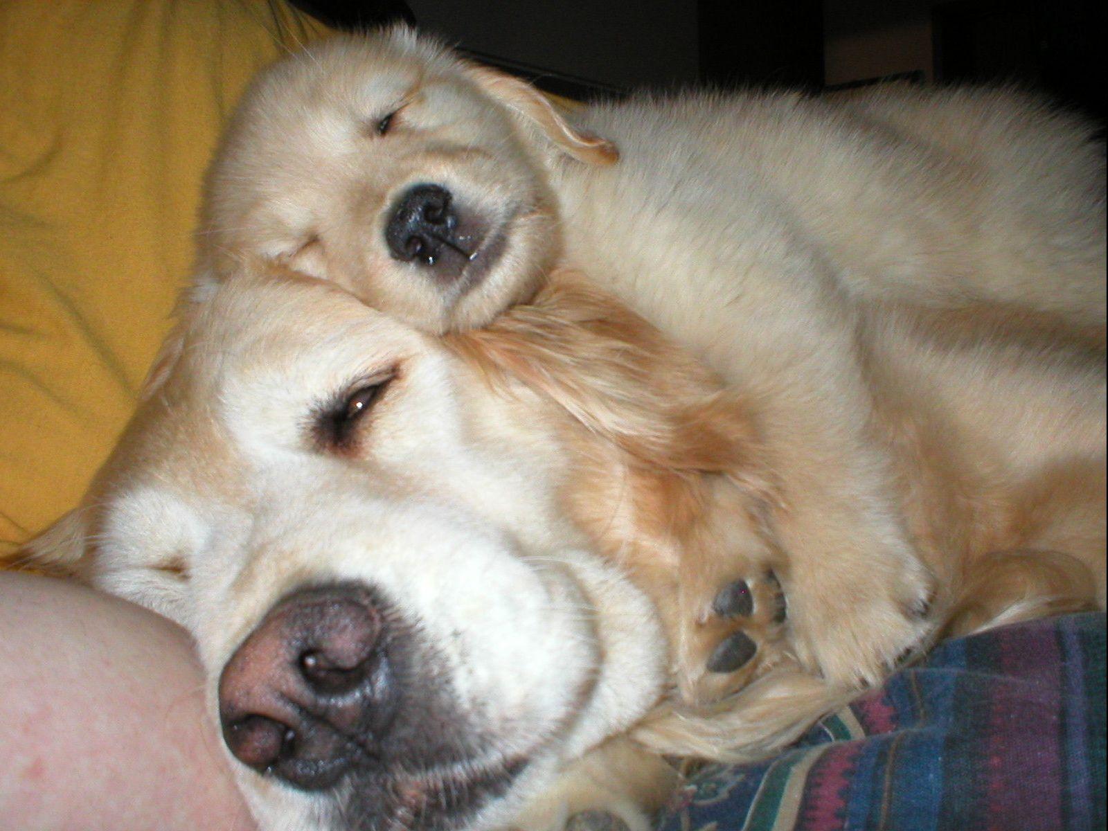 golden acres golden retrievers stellar acres golden retrievers puppies for sale golden acres golden retrievers stellar acres golden retrievers puppies for sale