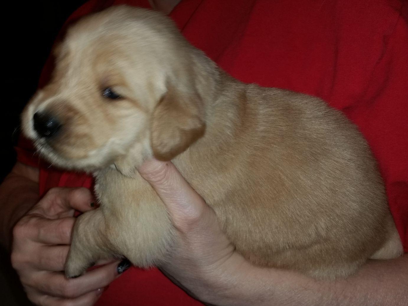 golden acres retrievers stellar acres golden retrievers golden retriever puppies golden acres retrievers stellar acres golden retrievers golden retriever puppies