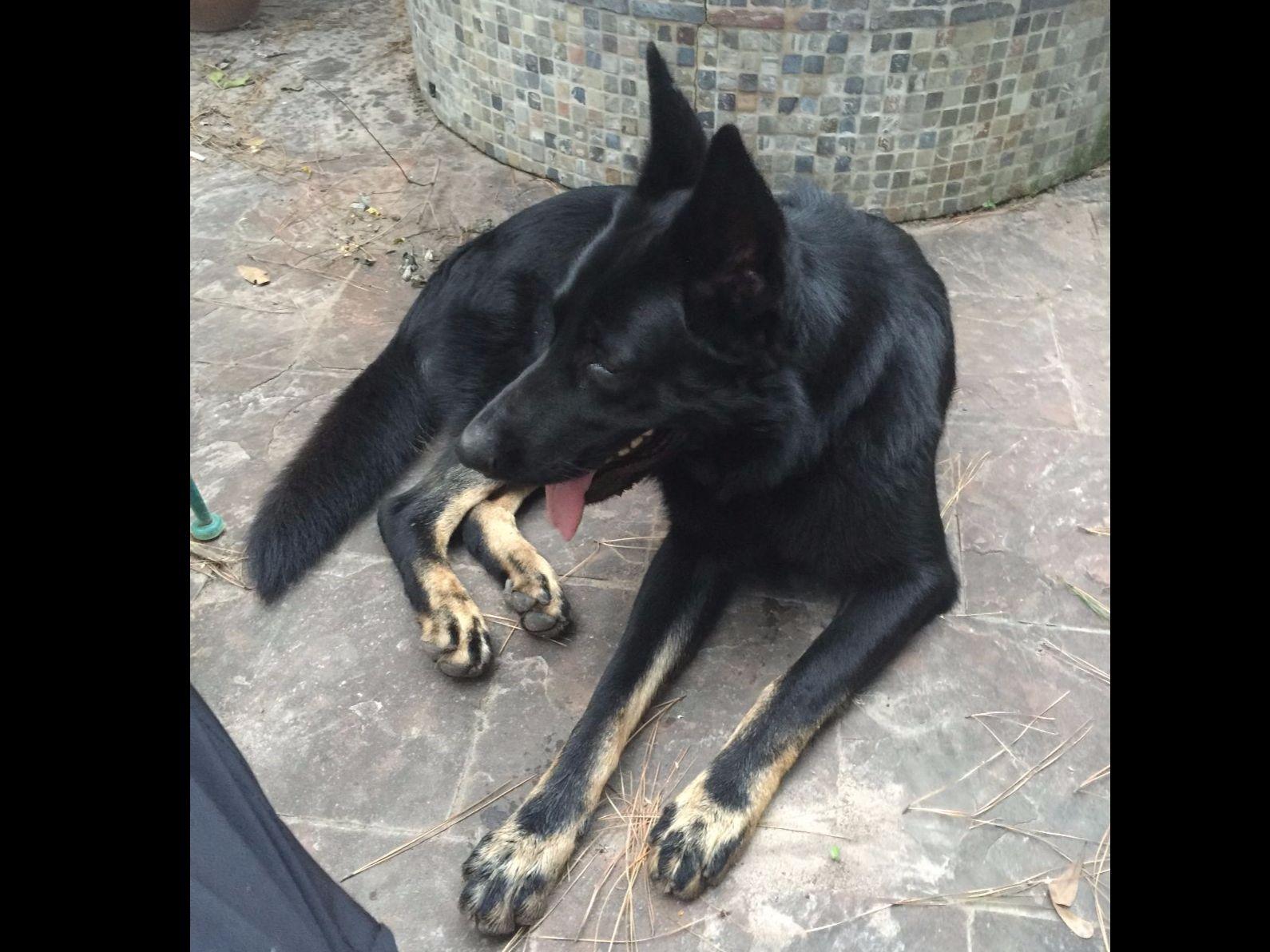 german shepherd puppies for sale in houston tx akc german shepherd puppies for sale in houston tx german shepherd puppies for sale in houston tx akc german shepherd puppies for sale in houston tx
