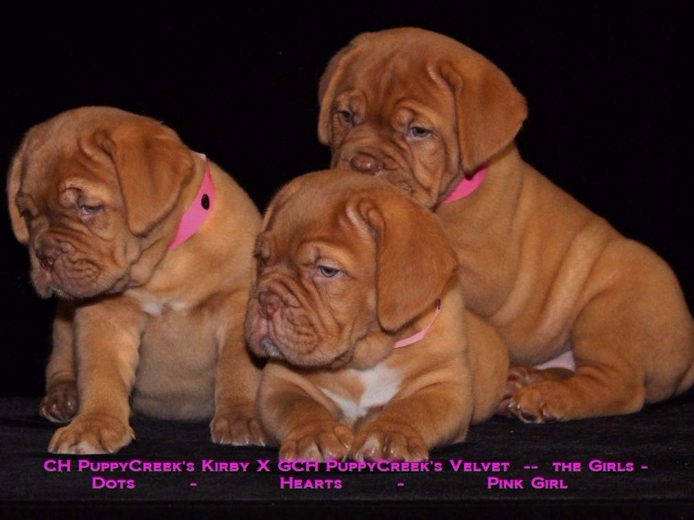 puppy creek kennels dogue de bordeaux for sale by puppycreek kennels american kennel club puppy creek kennels dogue de bordeaux for sale by puppycreek kennels american kennel club