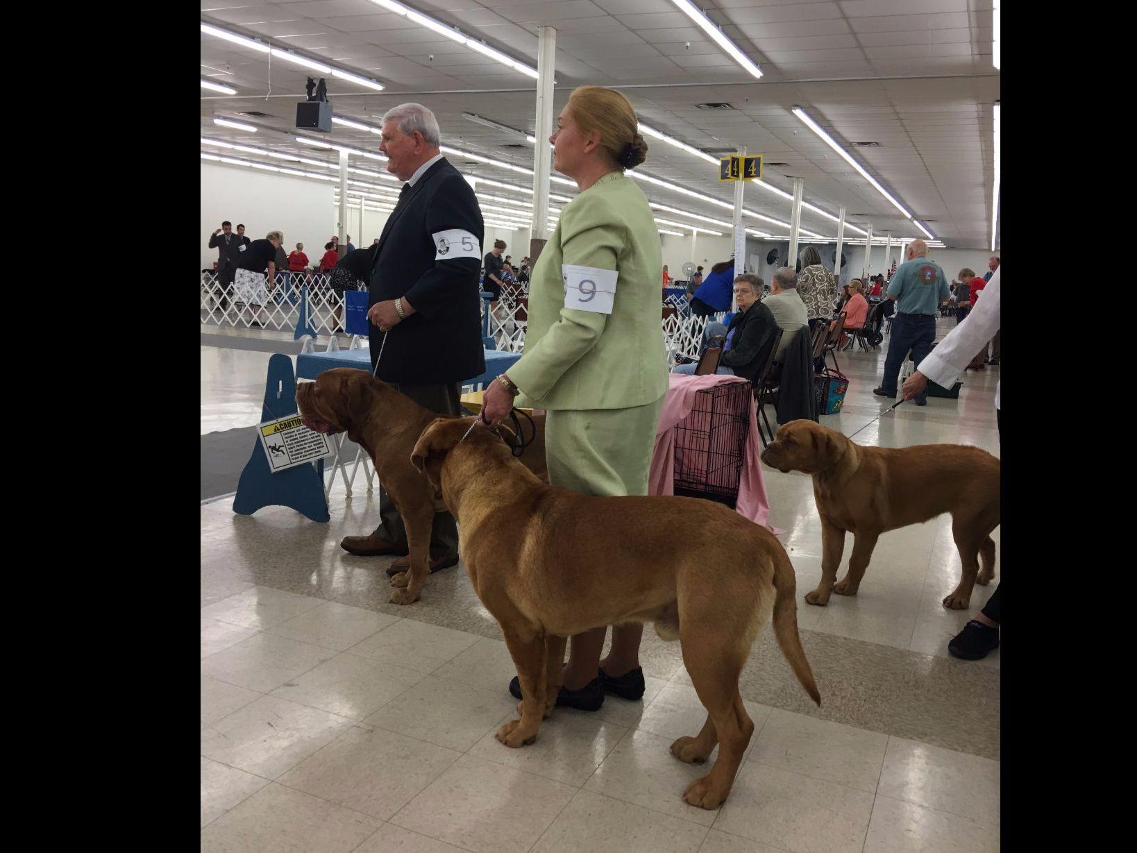 puppy creek kennels puppycreek kennels dogue de bordeaux puppies for sale puppy creek kennels puppycreek kennels dogue de bordeaux puppies for sale