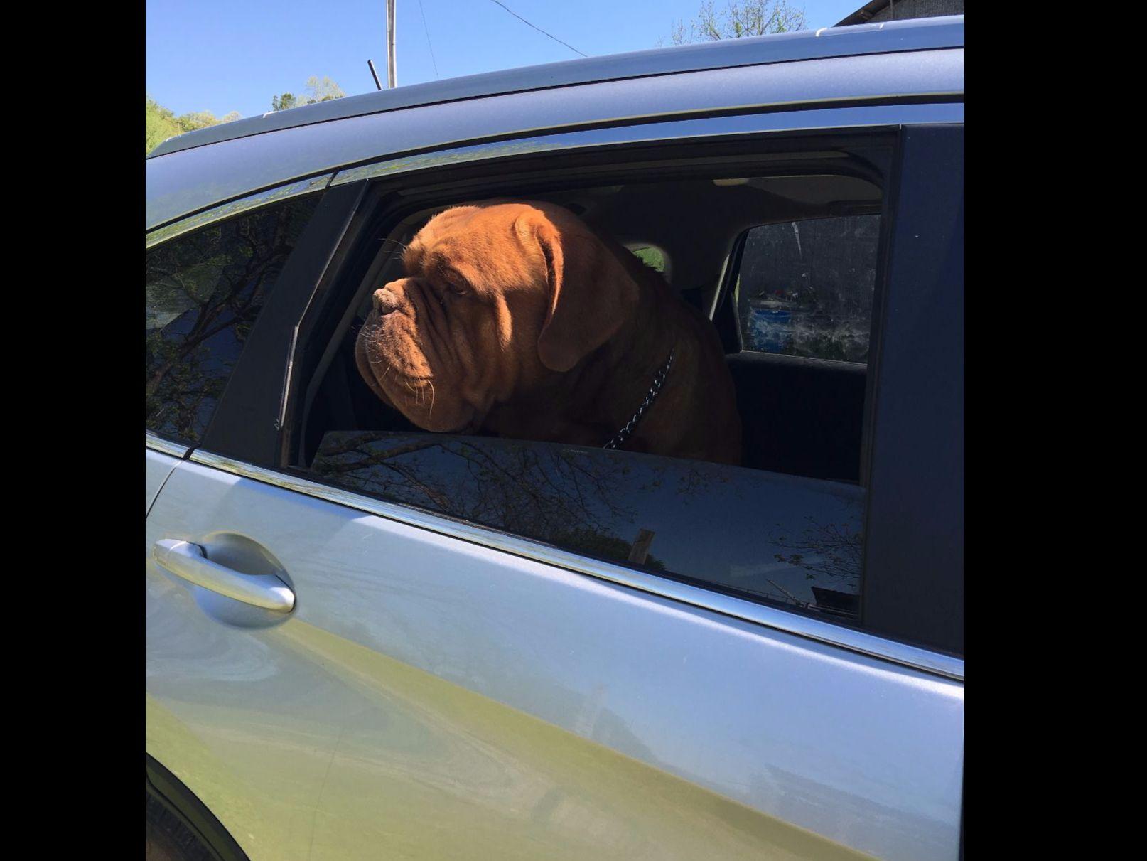 puppy creek kennels puppycreek kennels dogue de bordeaux puppies for sale puppy creek kennels puppycreek kennels dogue de bordeaux puppies for sale