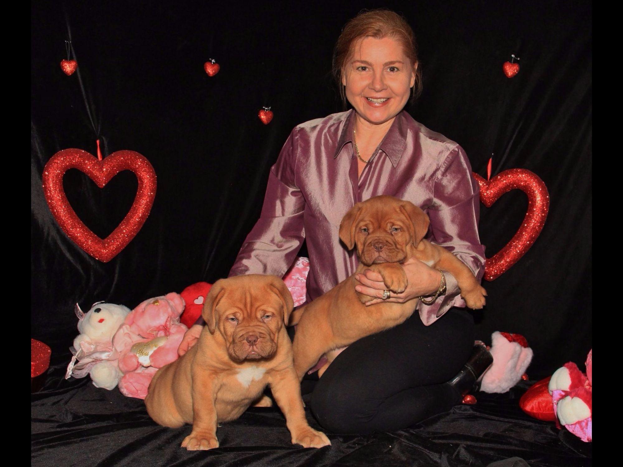 puppy creek kennels puppycreek kennels dogue de bordeaux puppies for sale puppy creek kennels puppycreek kennels dogue de bordeaux puppies for sale