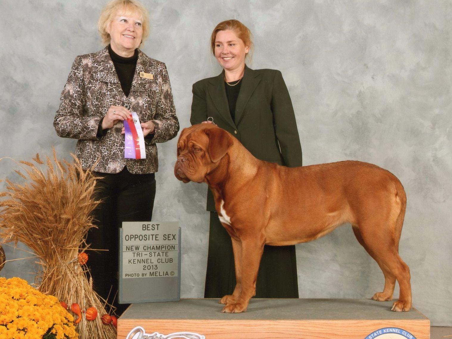 puppy creek kennels puppycreek kennels dogue de bordeaux puppies for sale puppy creek kennels puppycreek kennels dogue de bordeaux puppies for sale