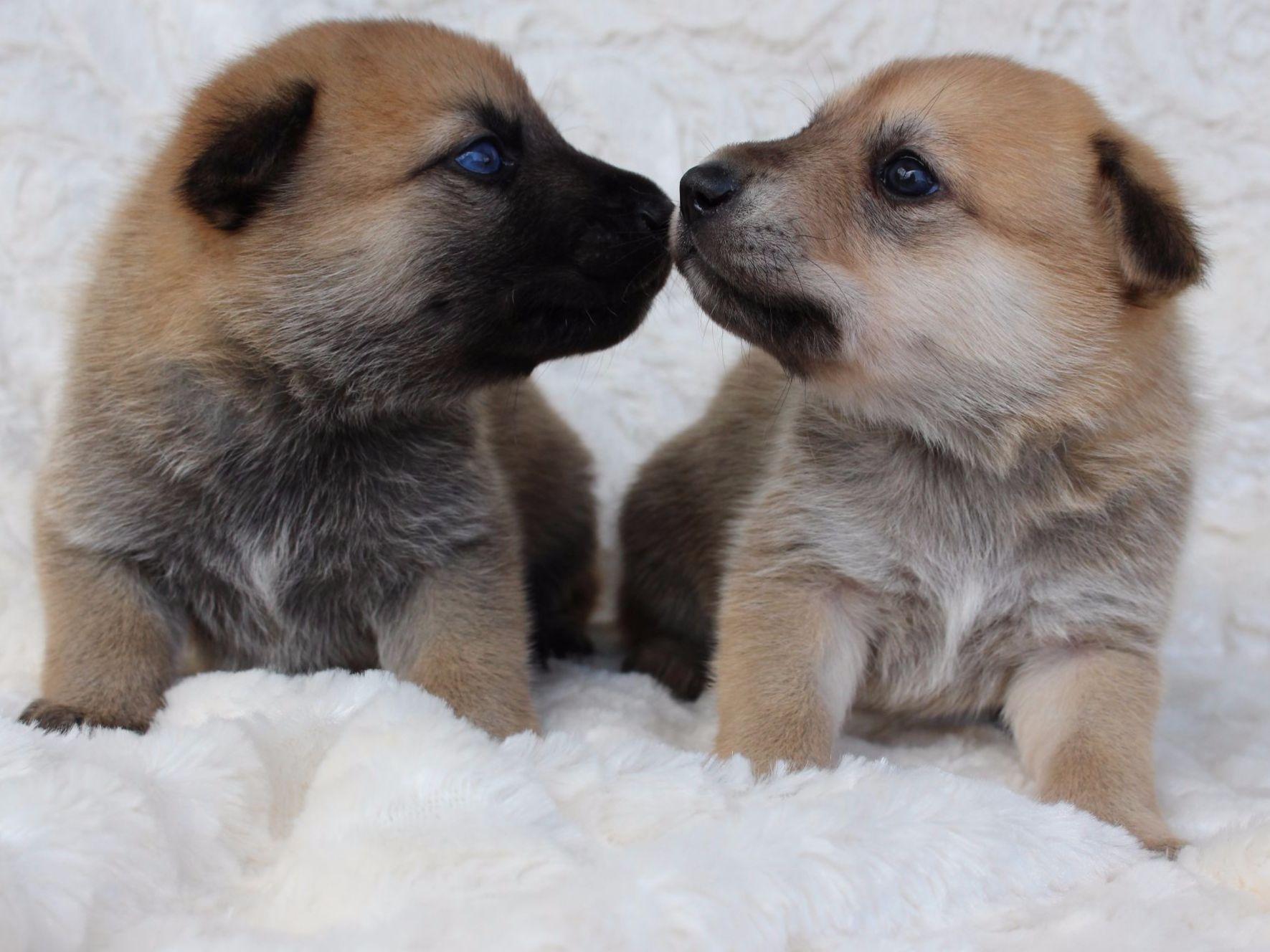 chinook puppies for sale fox meadow sheepdogs and chinooks puppies for sale chinook puppies for sale fox meadow sheepdogs and chinooks puppies for sale