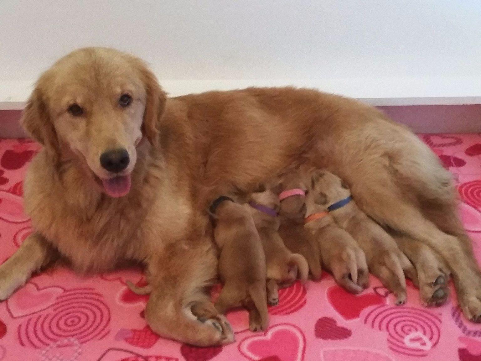 golden retriever puppies nevada golden retriever for sale by american kennel club golden retriever puppies nevada golden retriever for sale by american kennel club