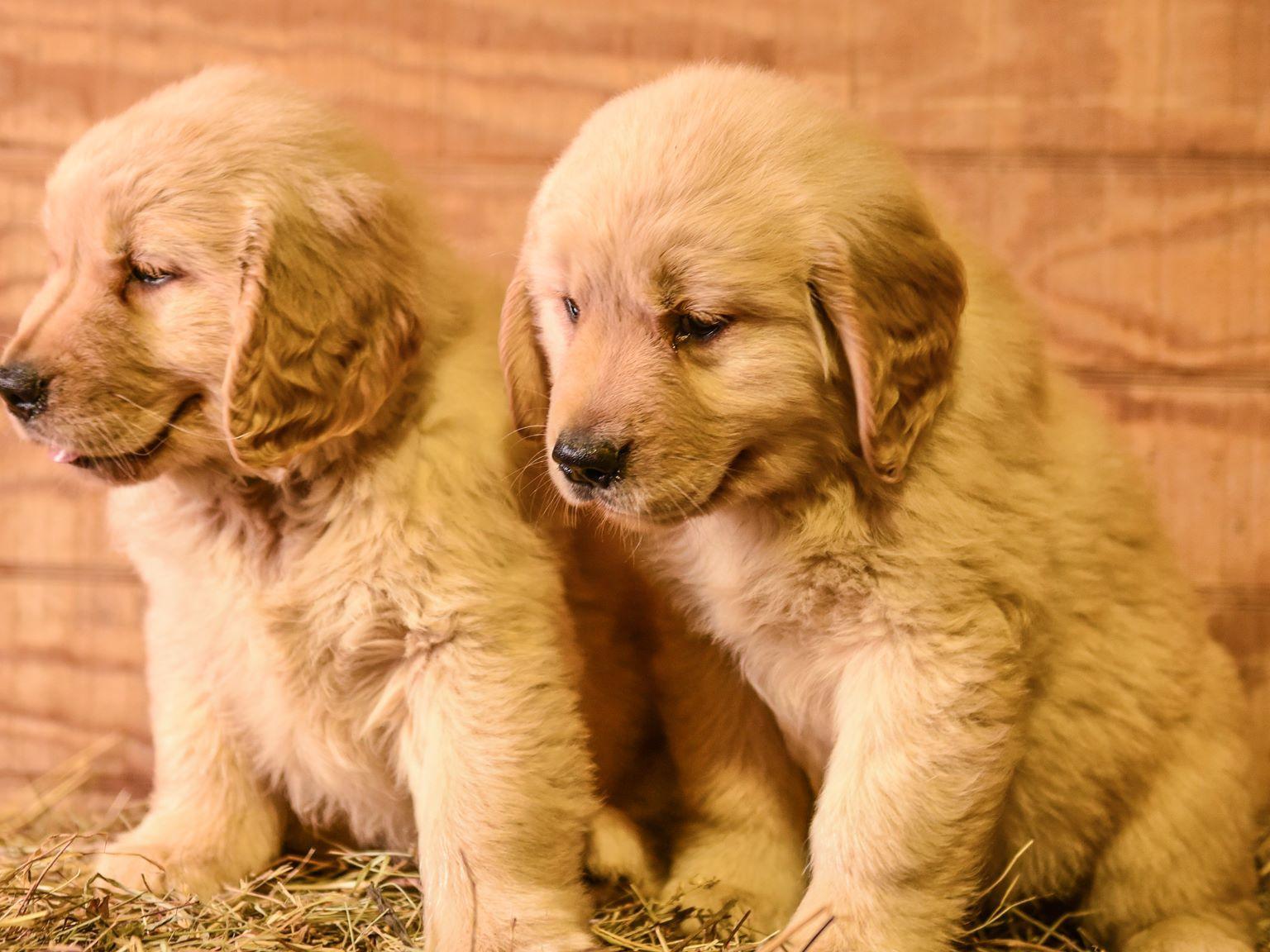 golden retriever puppies for sale in erie pa golden retriever puppies for sale in johnstown pa photo golden retriever puppies for sale in erie pa golden retriever puppies for sale in johnstown pa photo