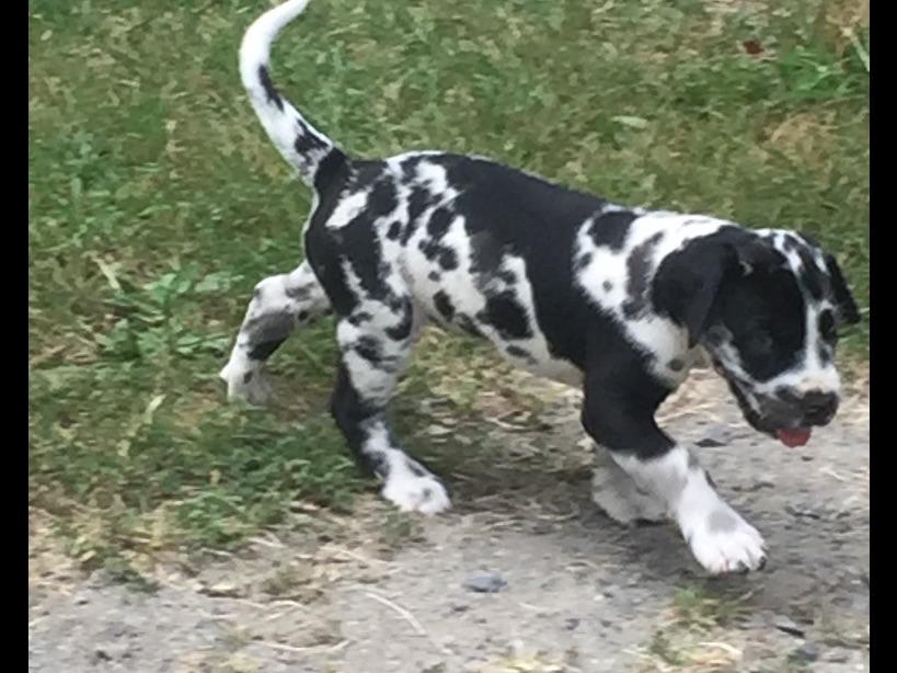 Great Dane For Sale by Garners Great Danes 18 yr Dane breeder BLUES