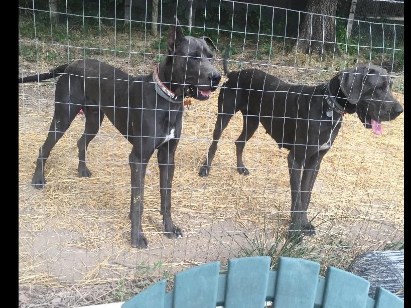 Great Dane For Sale by Garners Great Danes 18 yr Dane breeder BLUES