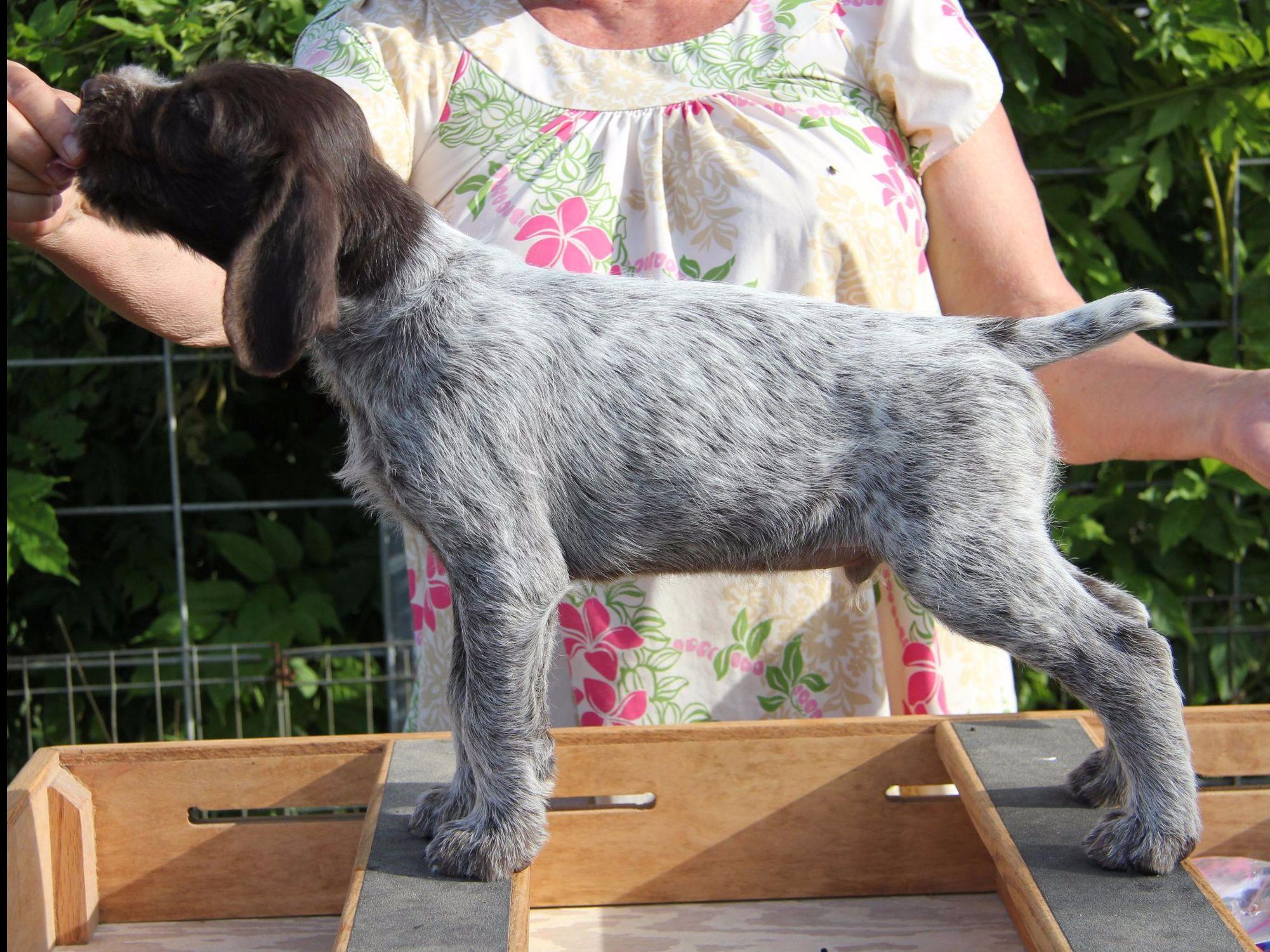 German Wirehaired Pointer For Sale AKC Marketplace