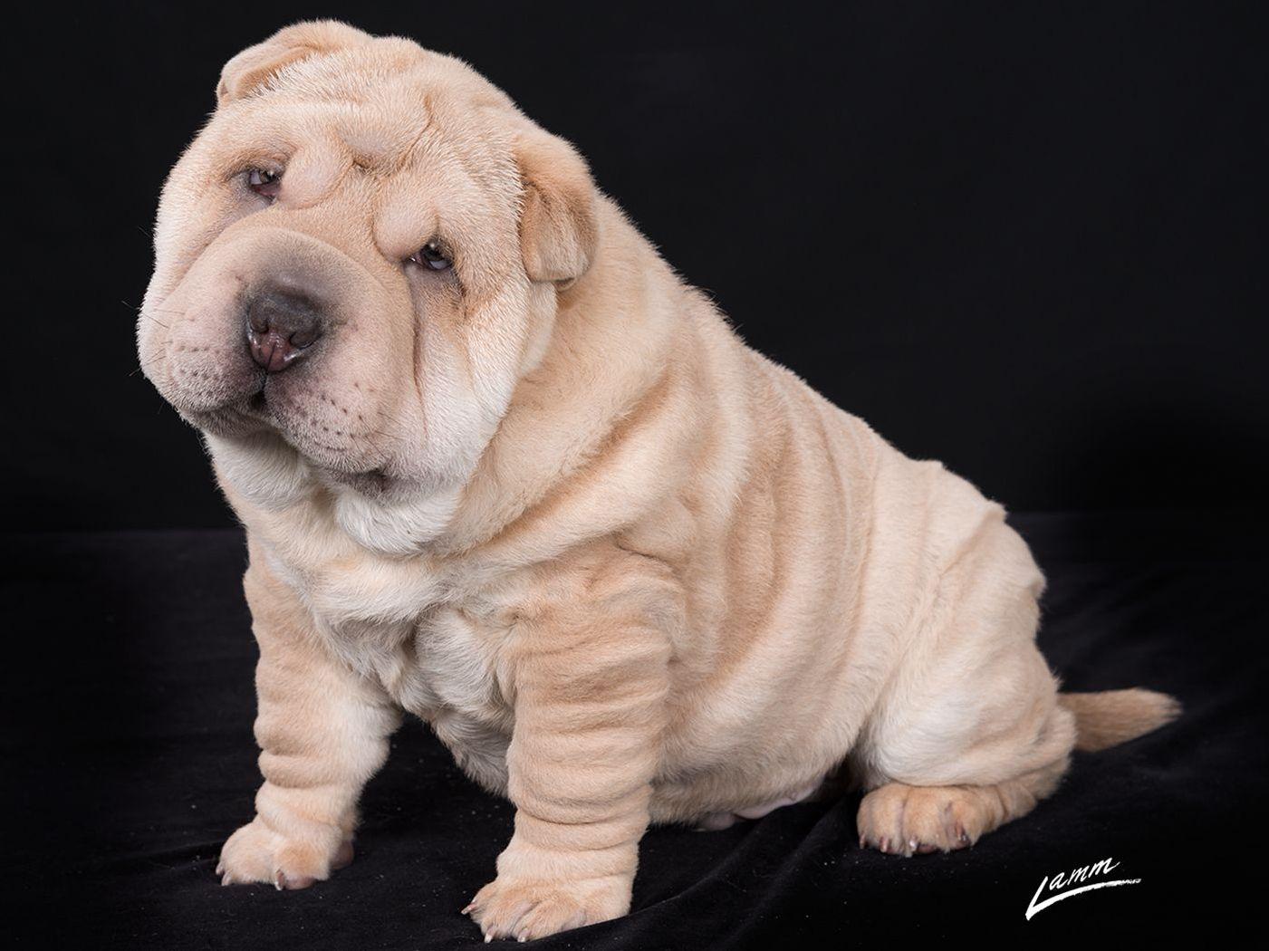 TUCK 'N ROLL ACRES CHINESE SHARPEI (Since 1979) Chinese SharPei