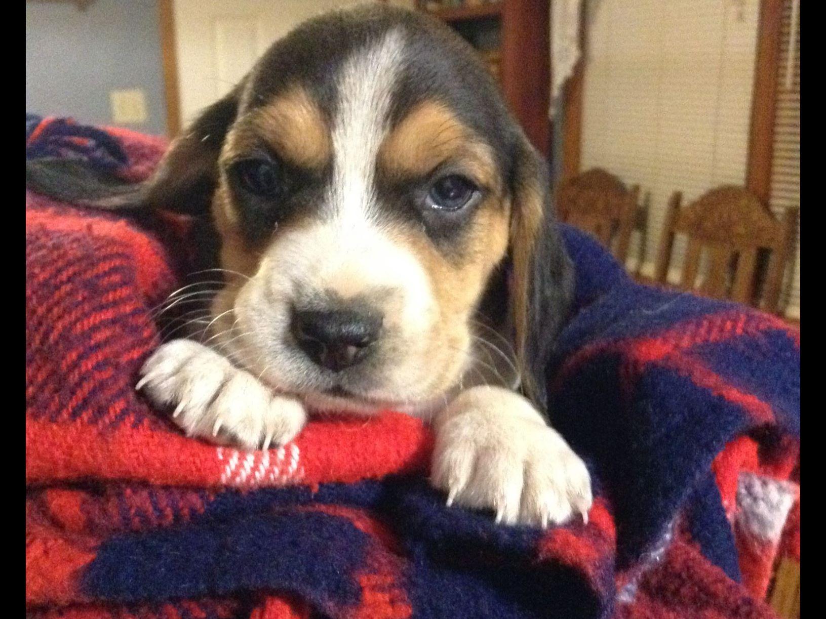 Pembroke Welsh For Sale by Jill Coburn American Kennel Club