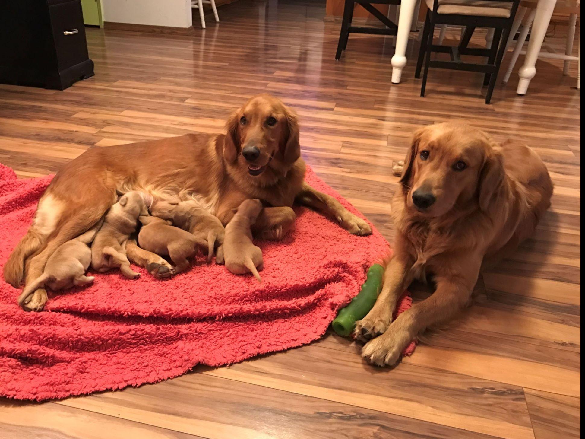 golden retriever puppies riverside ca leonid gromov breeders riverside ca golden retriever puppies riverside ca leonid gromov breeders riverside ca