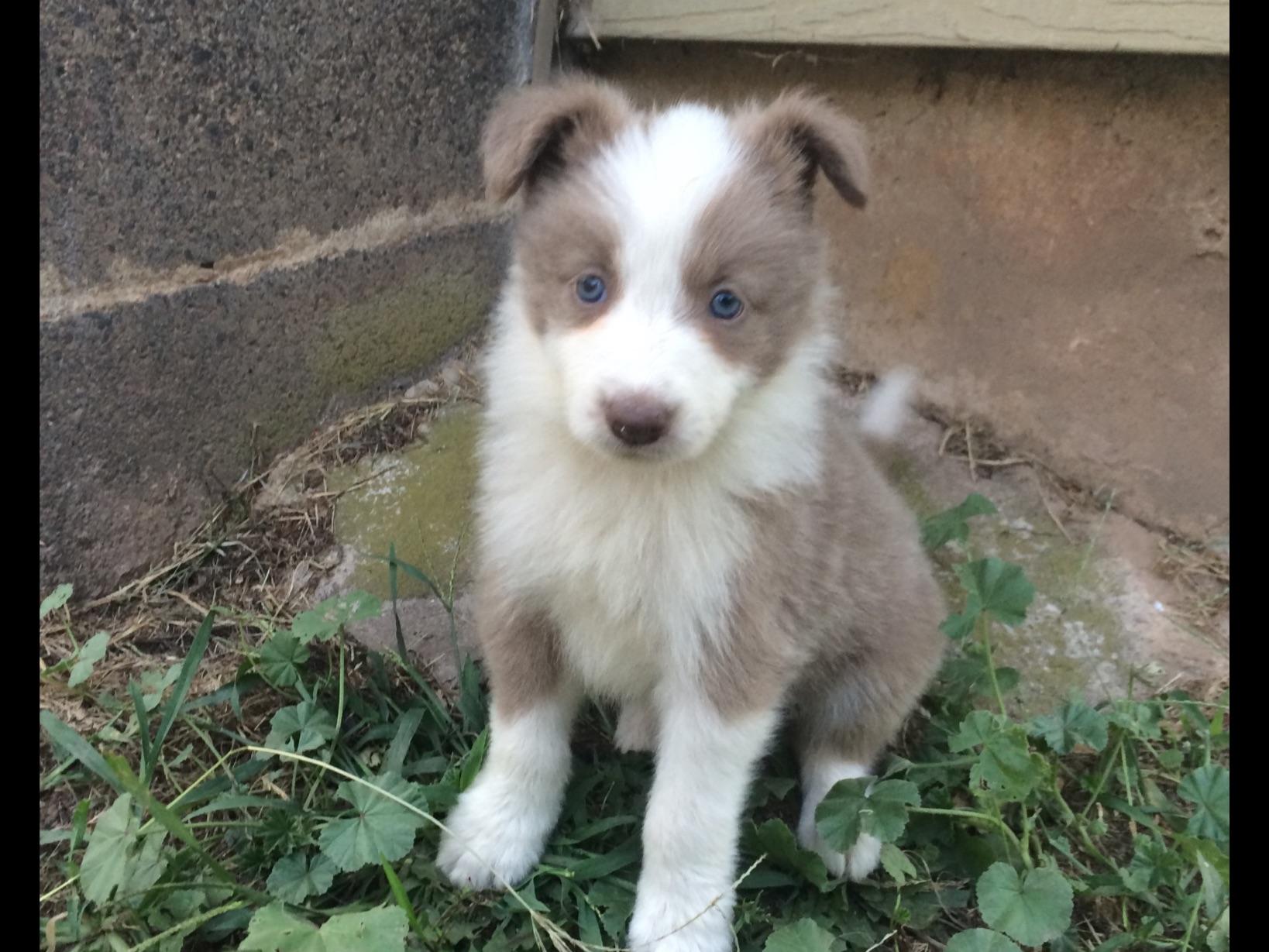 border collie puppies pa seth matthew breeders bowmansville pa border collie puppies pa seth matthew breeders bowmansville pa