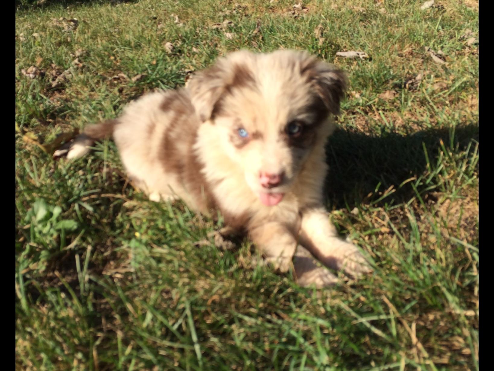 border collie puppies pa seth matthew breeders bowmansville pa border collie puppies pa seth matthew breeders bowmansville pa