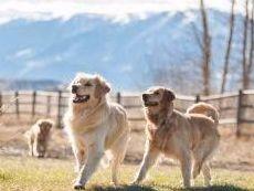 billings golden retrievers eric sharp breeders roscoe mt billings golden retrievers eric sharp breeders roscoe mt
