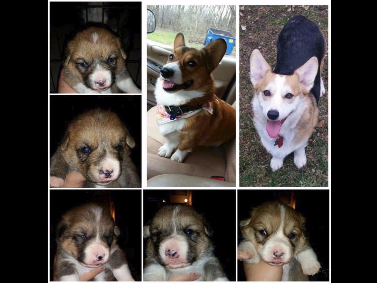 Pembroke Welsh Puppies For Sale AKC Marketplace