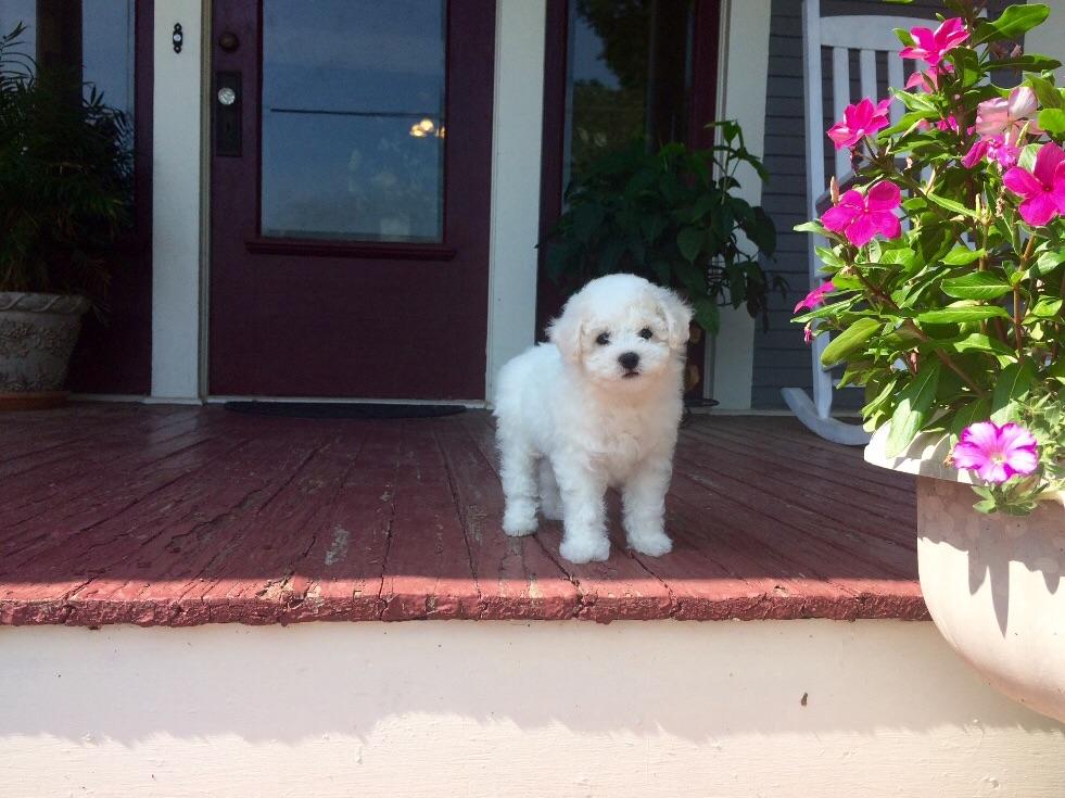 White River Bichons Bichon Frise Puppies For Sale