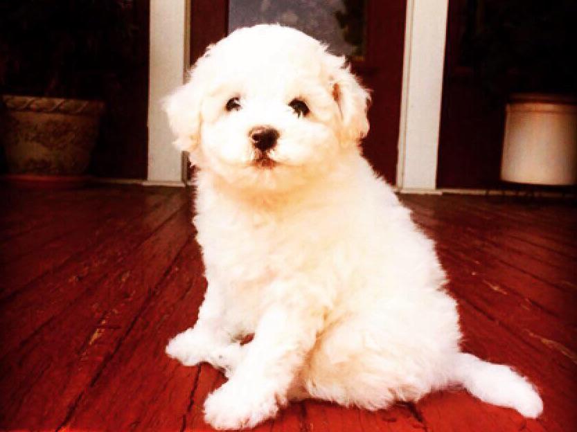 White River Bichons Bichon Frise Puppies For Sale