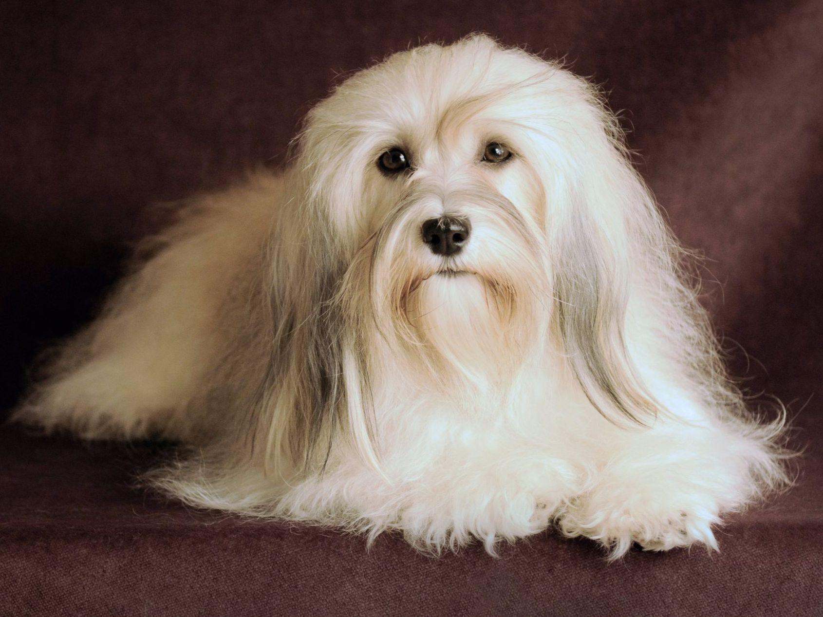 happy paws havanese happy paws havanese puppies for sale happy paws havanese happy paws havanese puppies for sale