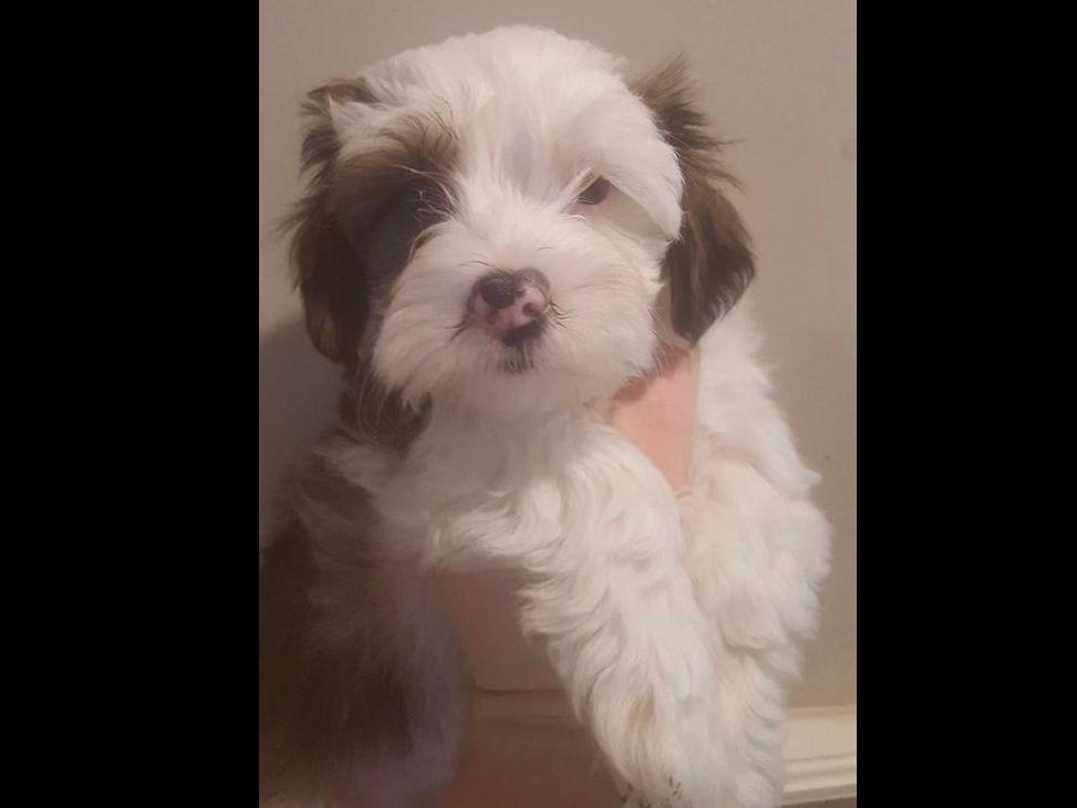 happy paws havanese happy paws havanese havanese puppies for sale happy paws havanese happy paws havanese havanese puppies for sale