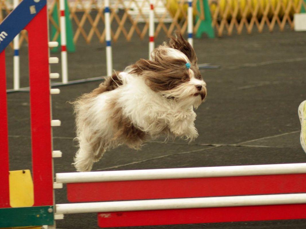 havanese missouri havanese puppies havanese missouri havanese puppies