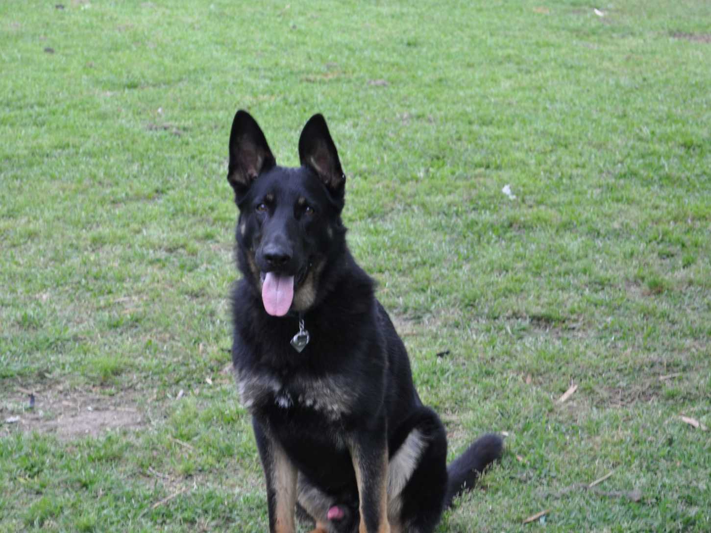 german shepherd puppies houston tx german shepherd puppies for sale near katy akc marketplace german shepherd puppies houston tx german shepherd puppies for sale near katy akc marketplace