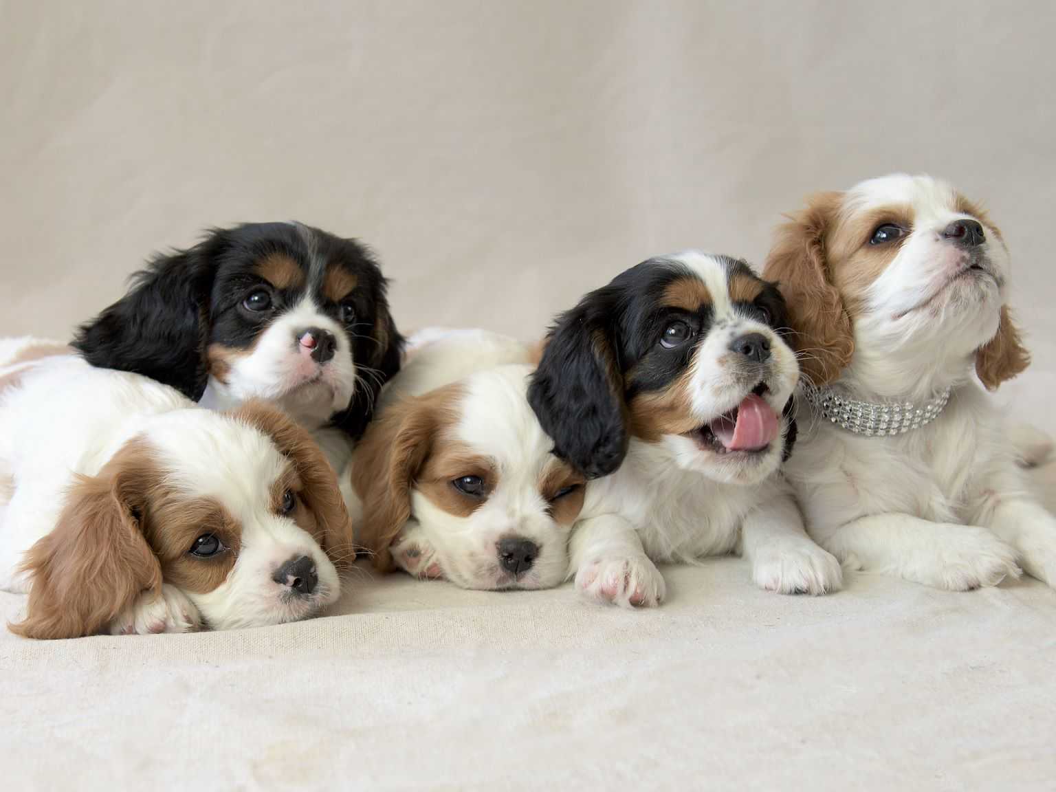 Cavalier King Charles Spaniel Puppies For Sale AKC Marketplace Cavalier King Charles Spaniel Puppies For Sale AKC Marketplace