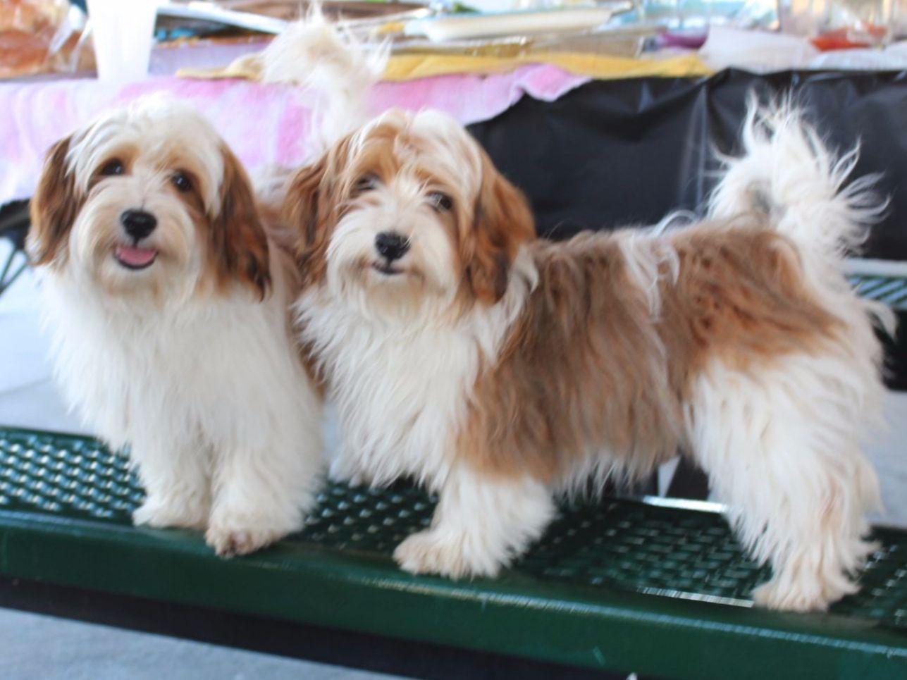 nevena havanese nevena havanese havanese puppies for sale nevena havanese nevena havanese havanese puppies for sale