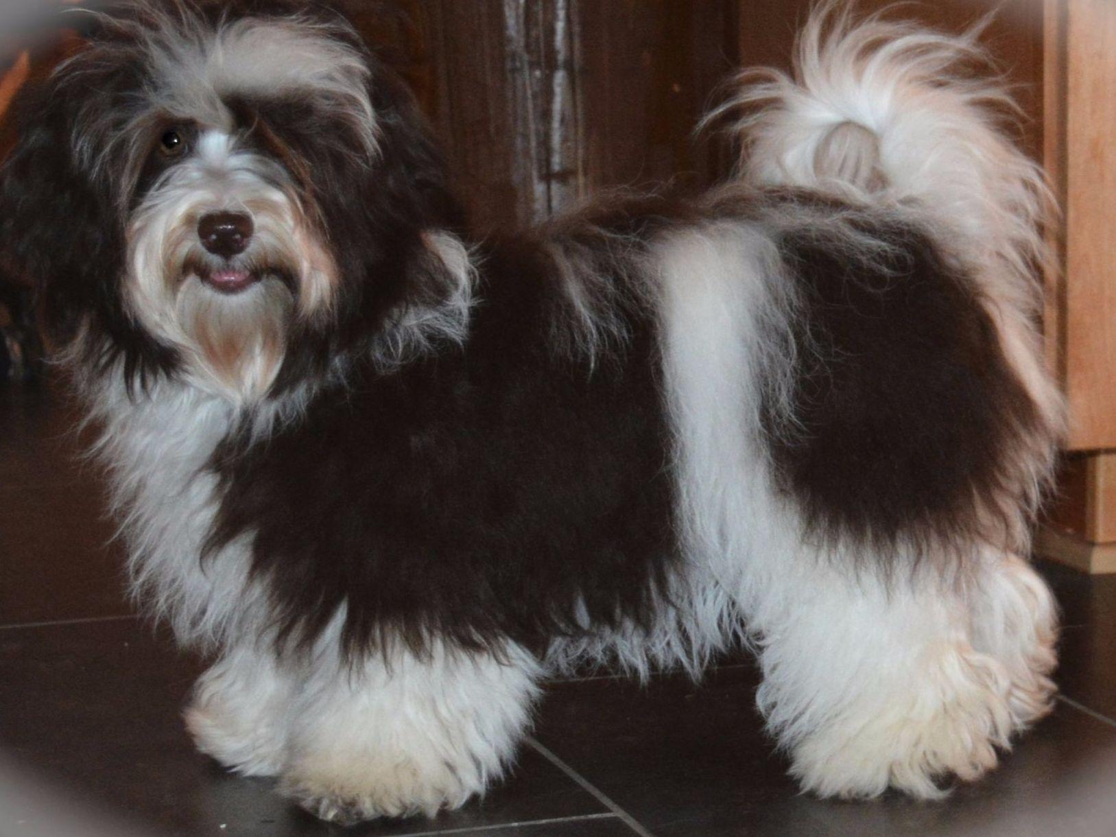 nevena havanese nevena havanese havanese puppies for sale nevena havanese nevena havanese havanese puppies for sale