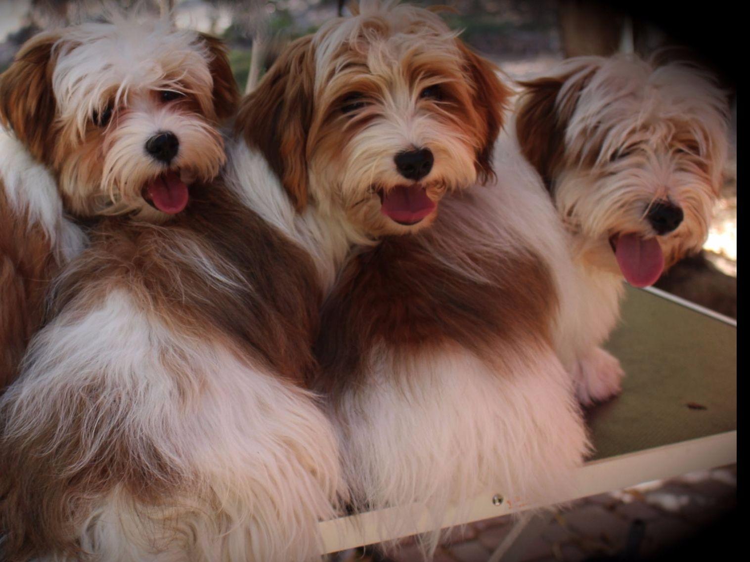 nevena havanese nevena havanese havanese puppies for sale nevena havanese nevena havanese havanese puppies for sale
