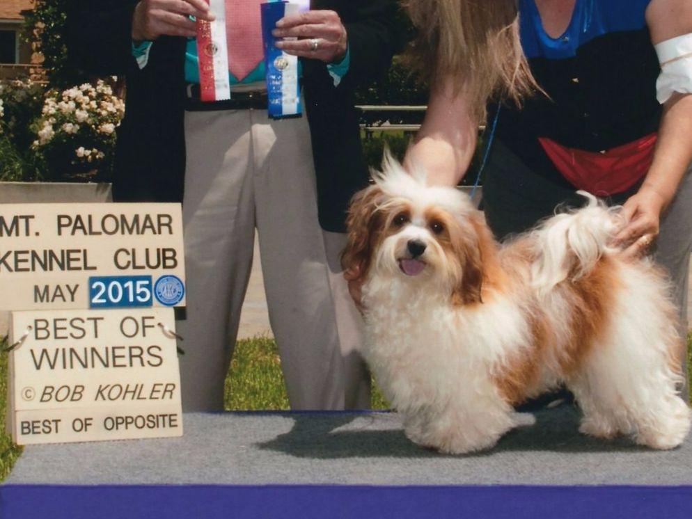 nevena havanese nevena havanese havanese puppies for sale nevena havanese nevena havanese havanese puppies for sale