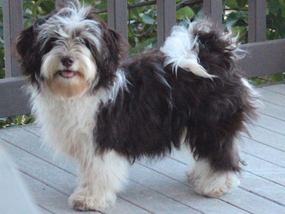 nevena havanese nevena havanese havanese puppies for sale nevena havanese nevena havanese havanese puppies for sale