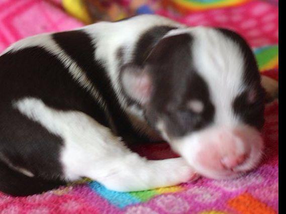 nevena havanese nevena havanese havanese puppies for sale nevena havanese nevena havanese havanese puppies for sale