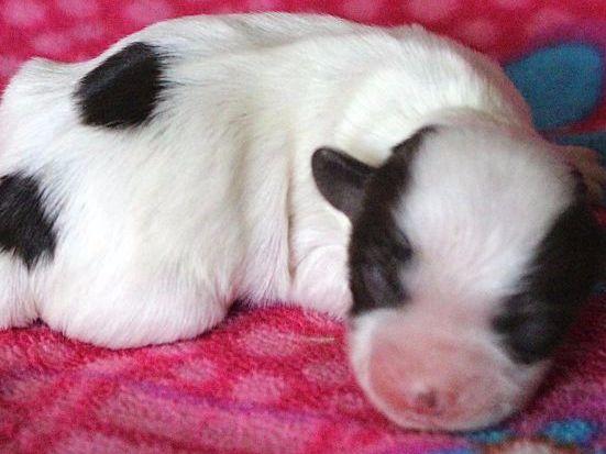 nevena havanese nevena havanese havanese puppies for sale nevena havanese nevena havanese havanese puppies for sale
