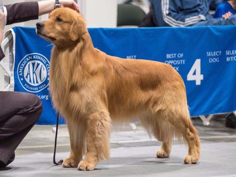 ozark mountain puppies ozark mountain goldens golden retriever puppies for sale ozark mountain puppies ozark mountain goldens golden retriever puppies for sale