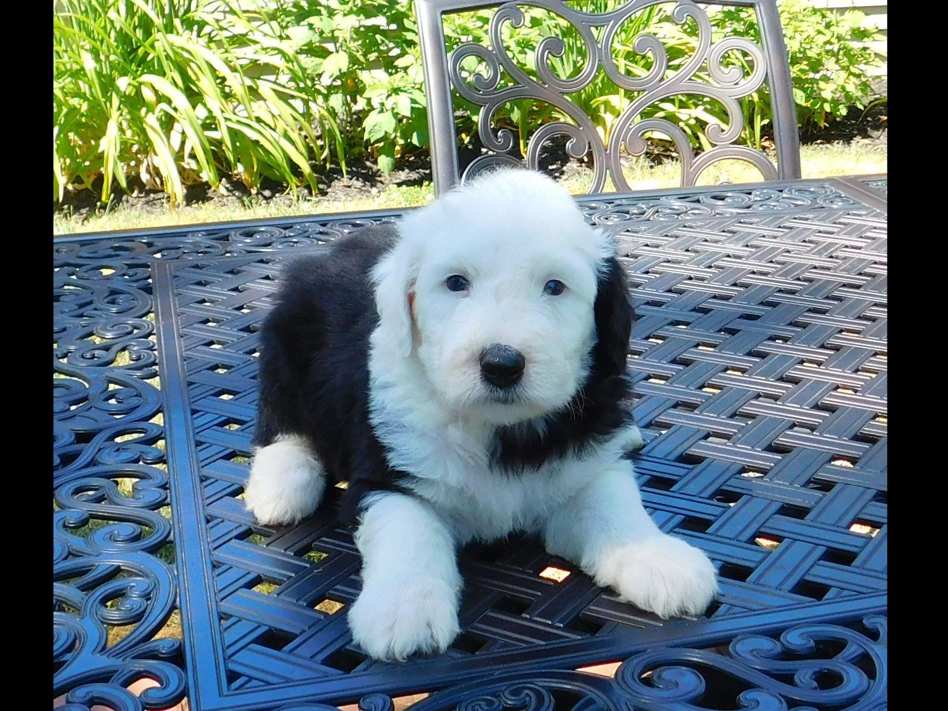 Old English Sheepdog For Sale by Kathy Wruck American Kennel Club
