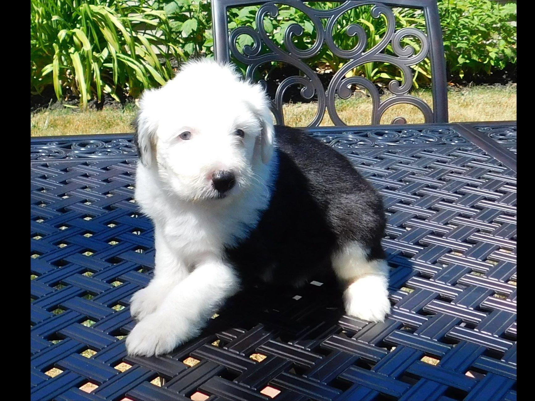 Old English Sheepdog For Sale by Kathy Wruck American Kennel Club