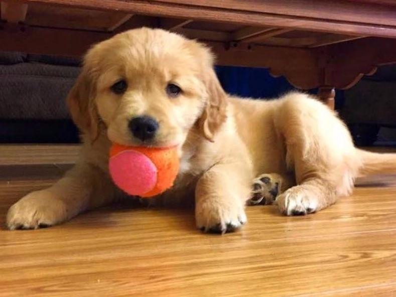 bulldog puppies for sale upstate ny golden retriever puppies for sale in upstate ny photo bulldog puppies for sale upstate ny golden retriever puppies for sale in upstate ny photo